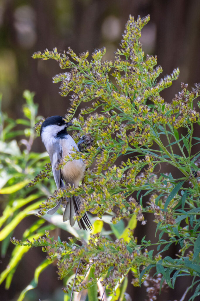 Supporting Biodiversity to Take on Climate Change