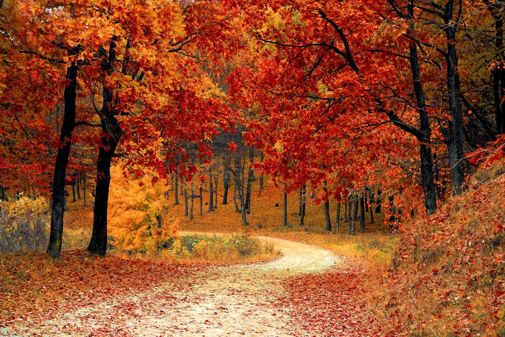 6 Fall Scented Candles: All Natural Smells for the Season